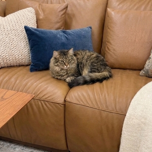 Povison Review Photos