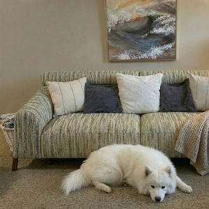 Povison Review Photos