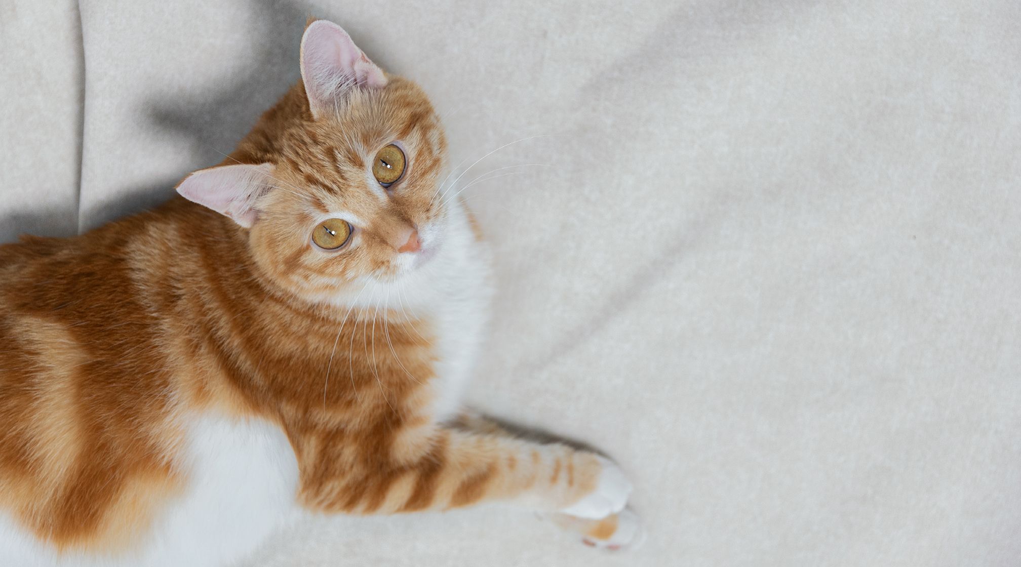 New Anti-scratch Fabric